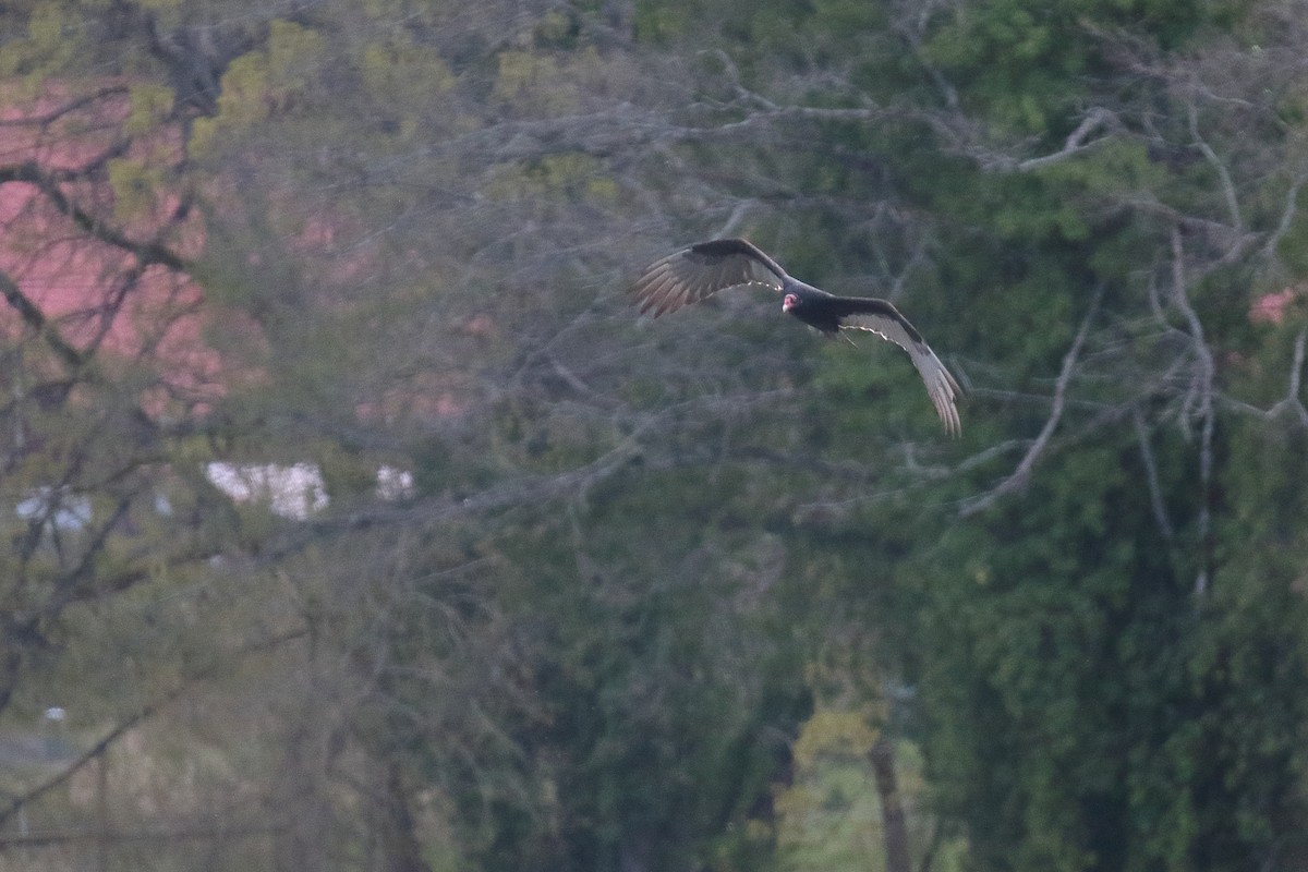 Urubu à tête rouge - ML434612851