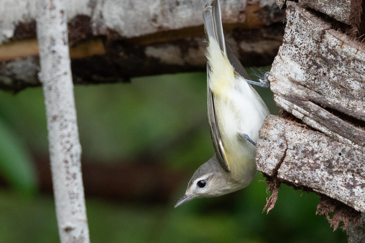 Warbling Vireo - Lee Jaffe