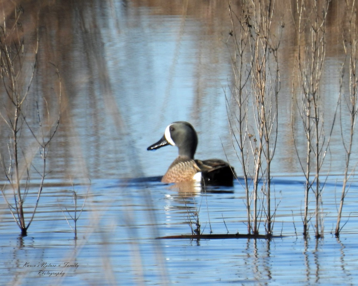 Blue-winged Teal - ML434614201