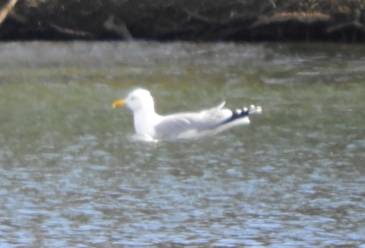 Gaviota Patiamarilla - ML434614481