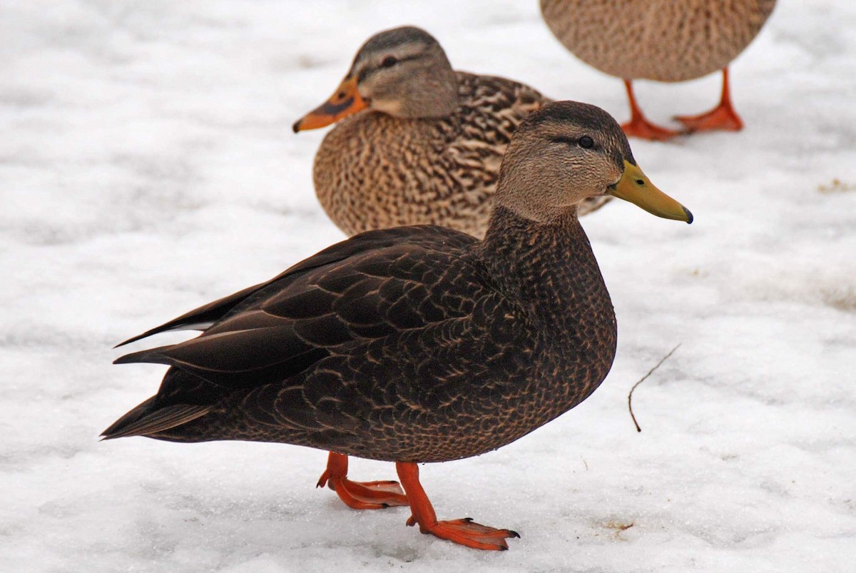 American Black Duck - Andrew Simon