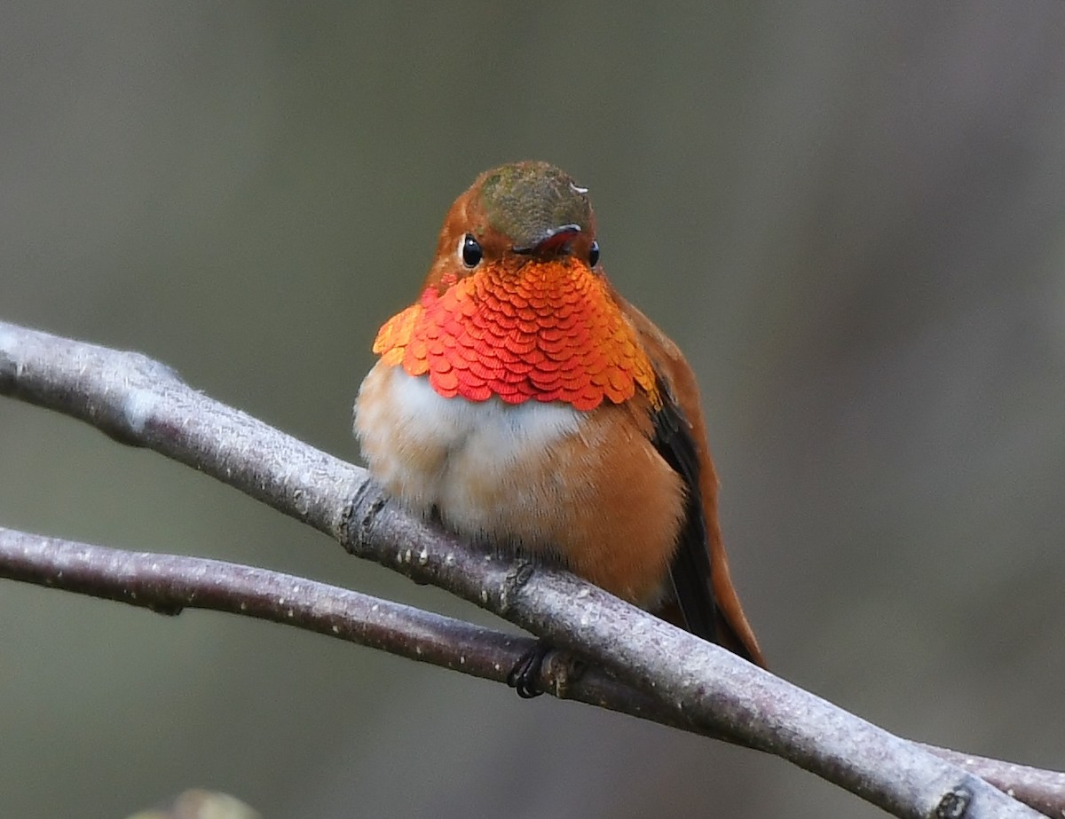 Colibrí Rufo - ML434615281