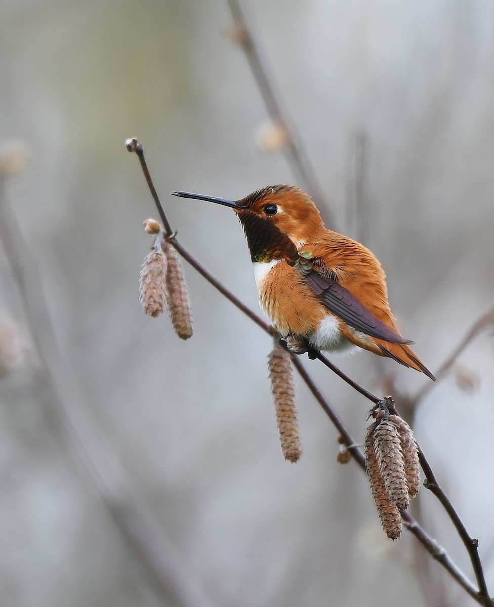 Rufous Hummingbird - ML434615321