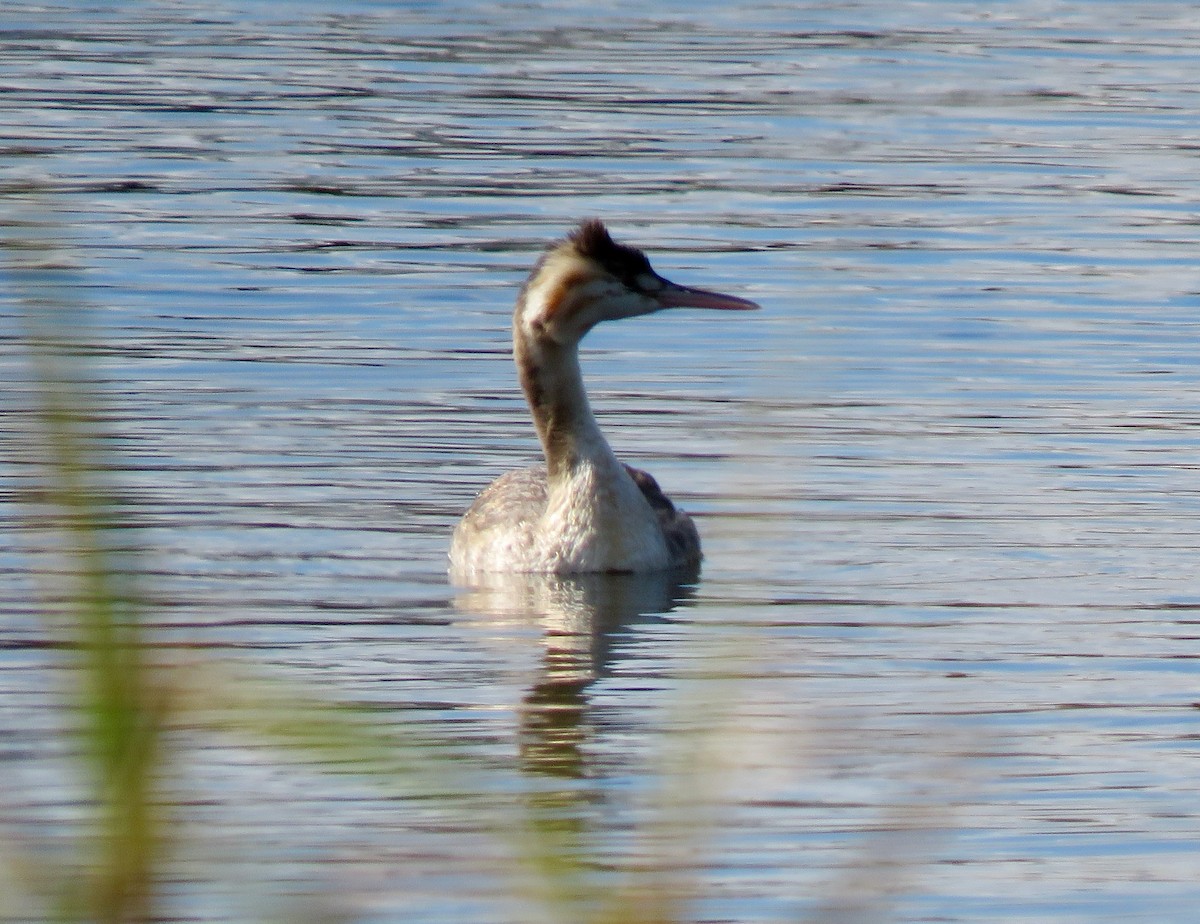 Great Crested Grebe - ML434616471