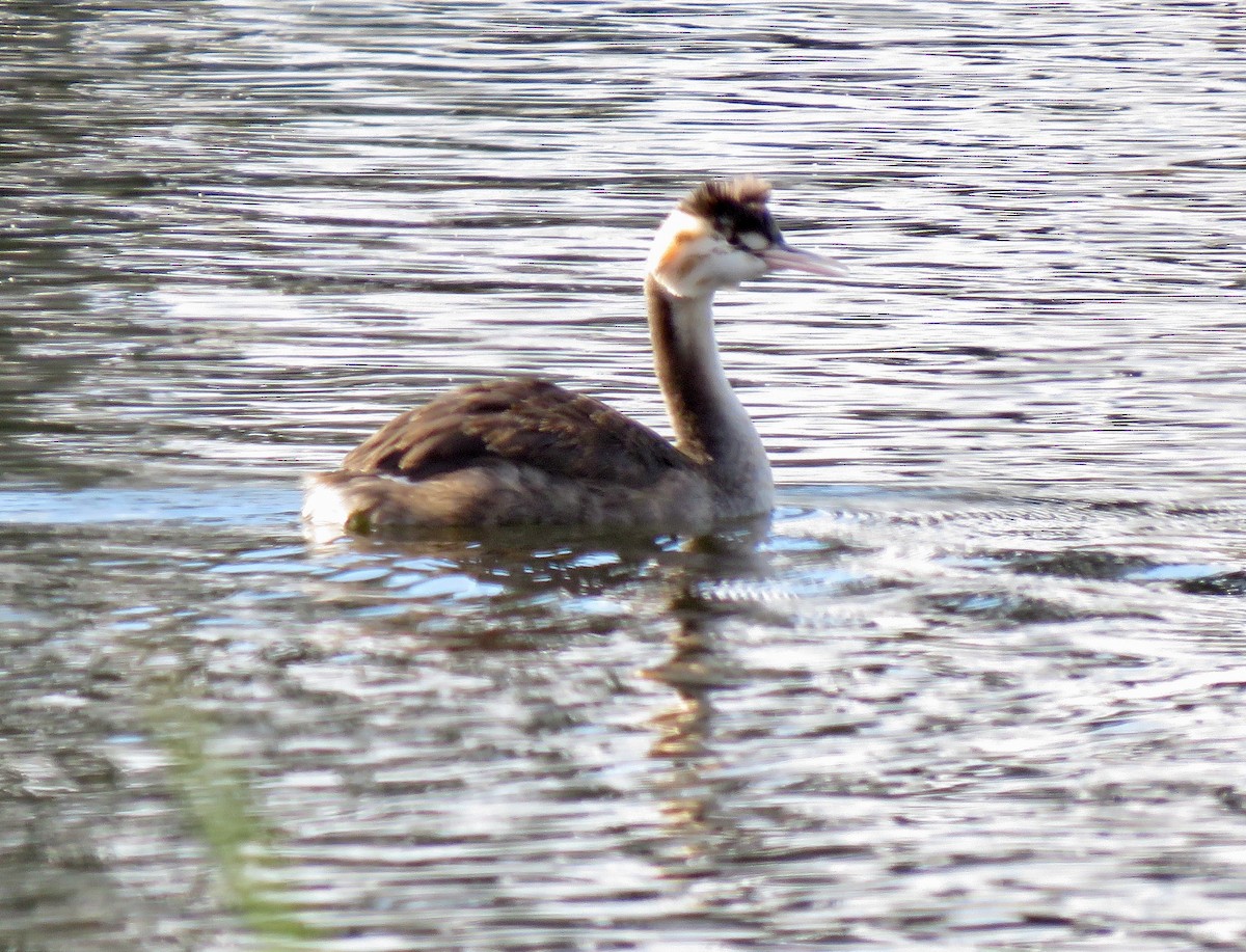 Great Crested Grebe - ML434616501