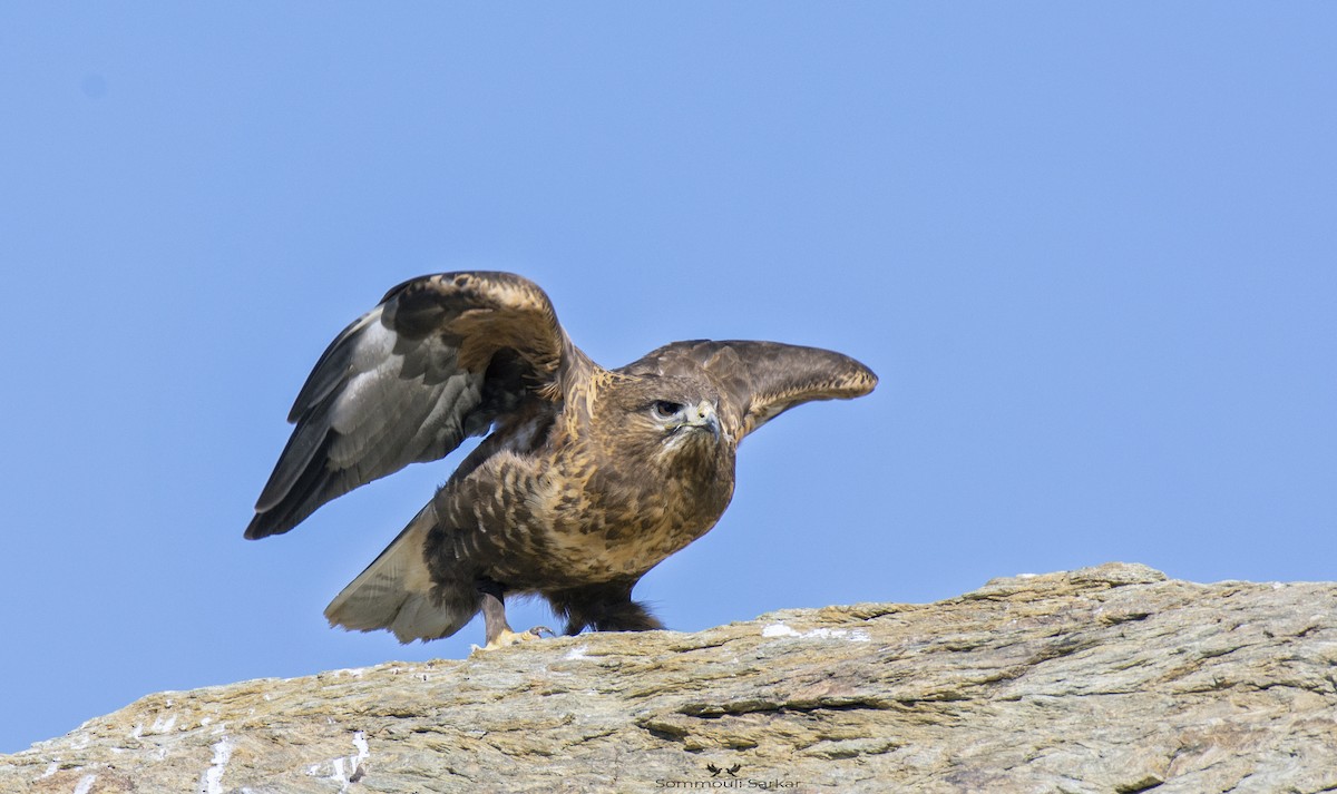 Mongolenbussard - ML434616971