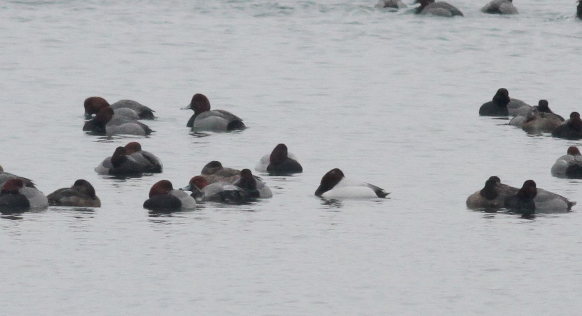 Canvasback - ML43461811