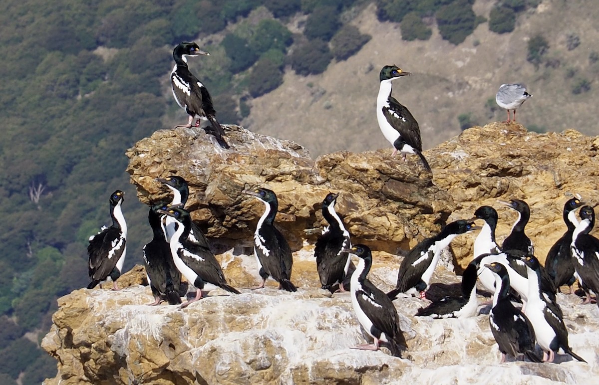 Cormoran caronculé - ML434620611