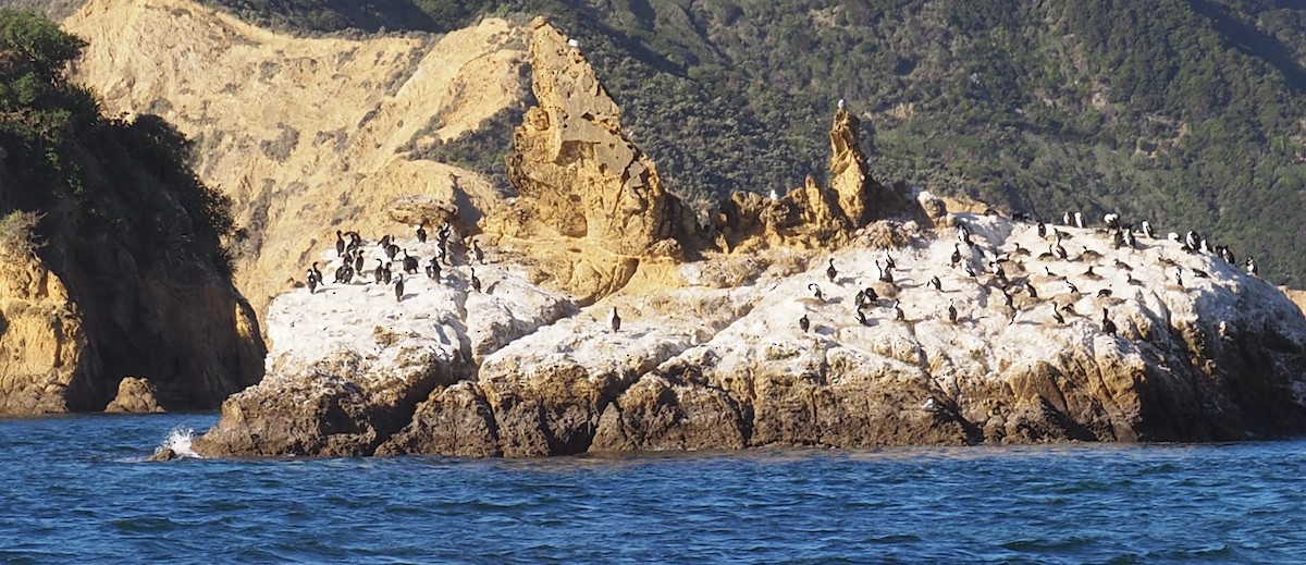 Cormoran caronculé - ML434620621