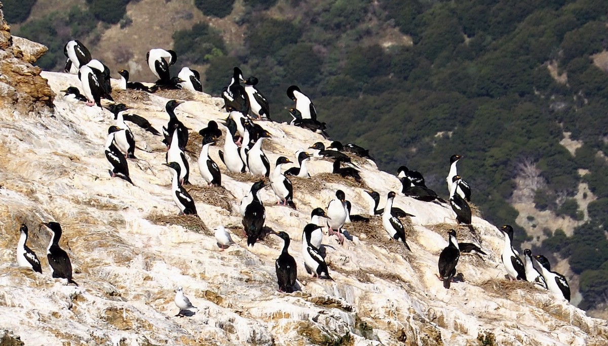 Cormoran caronculé - ML434620631