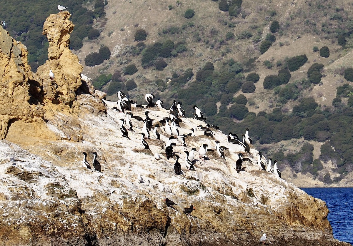 Cormoran caronculé - ML434620661