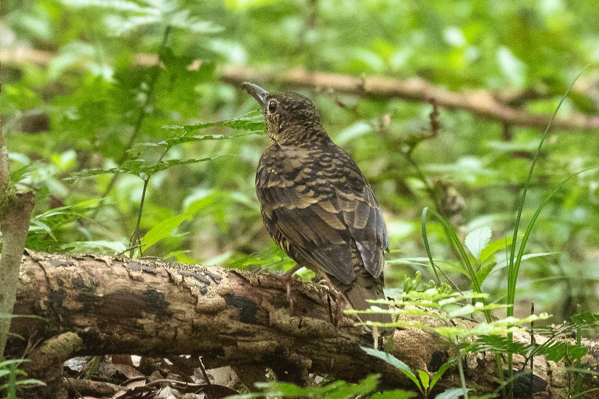 Sri Lanka Thrush - ML434622071