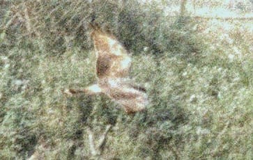 Hen Harrier - ML434623111