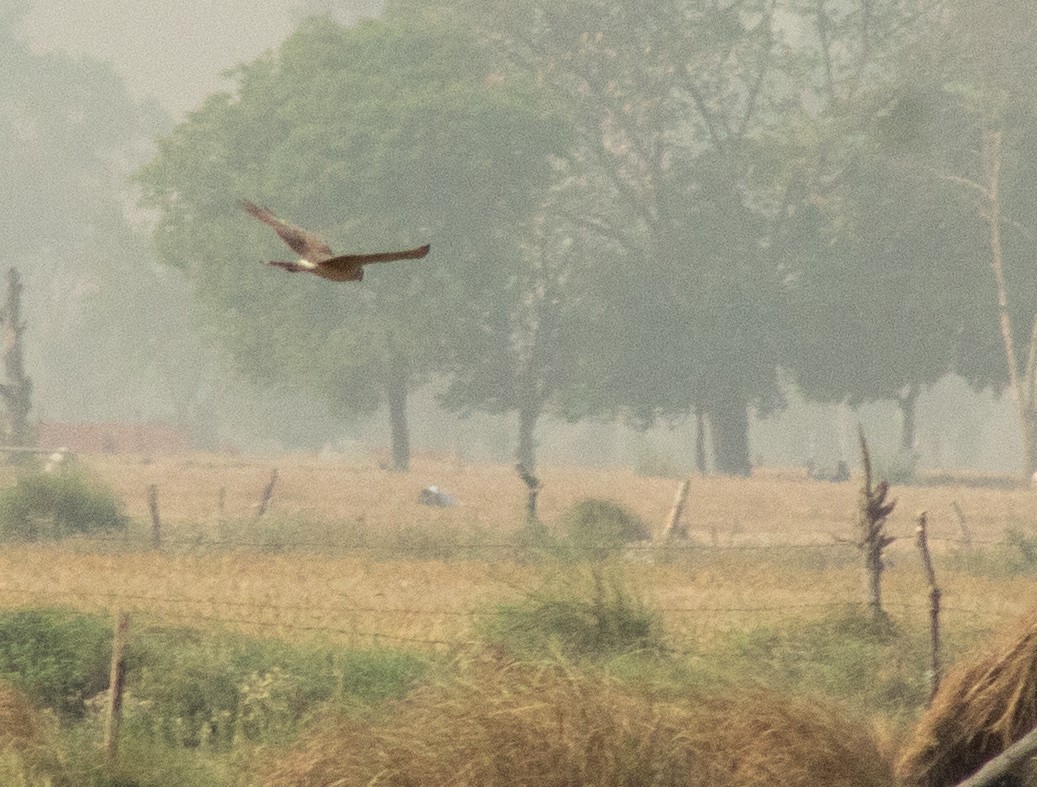 Hen Harrier - Shyam Sharma