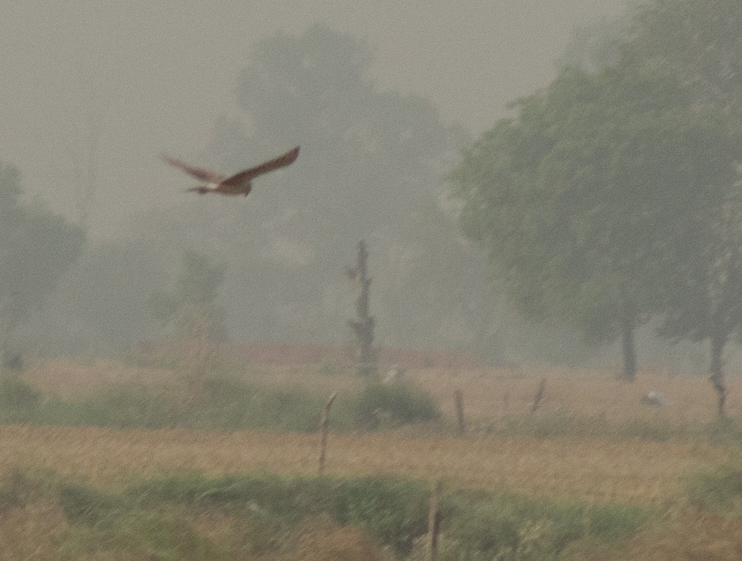 Hen Harrier - ML434623151