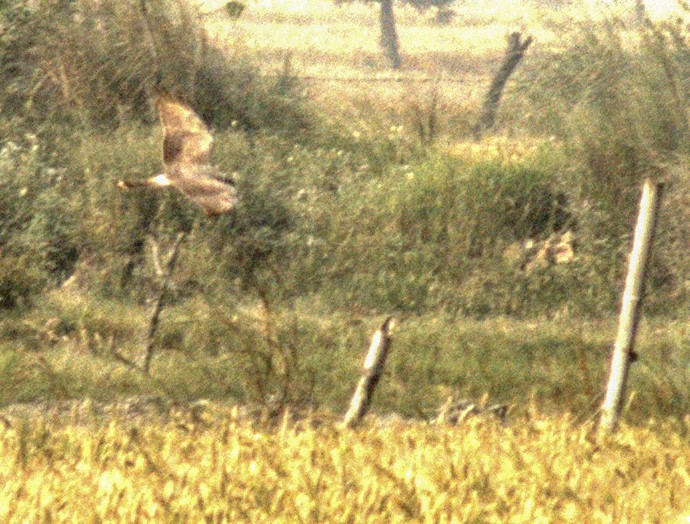 Hen Harrier - ML434623161