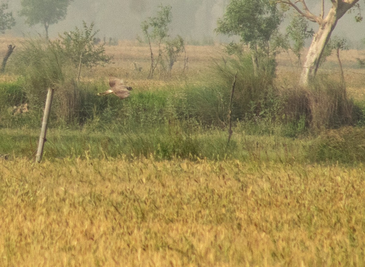 Hen Harrier - ML434623171