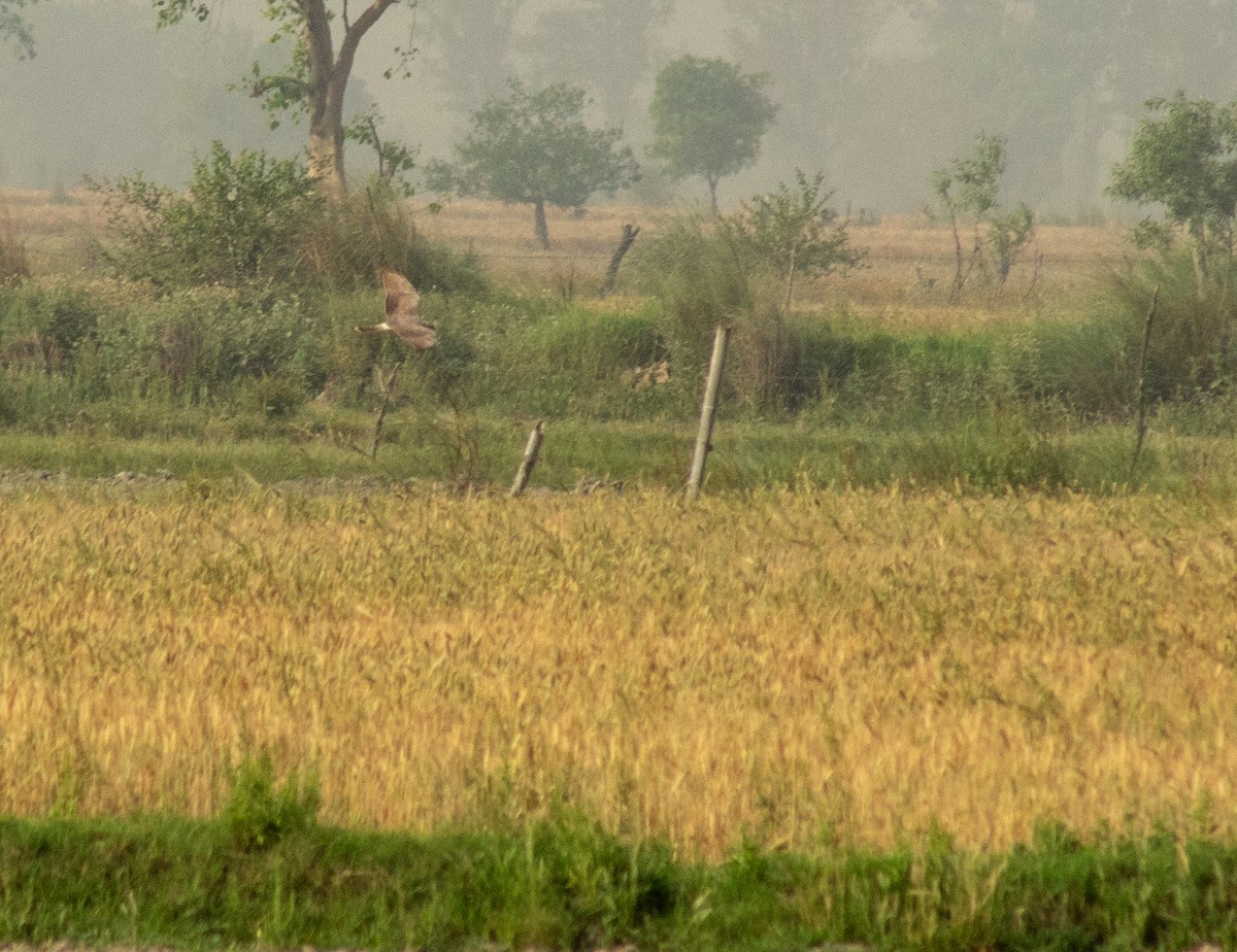 Hen Harrier - Shyam Sharma