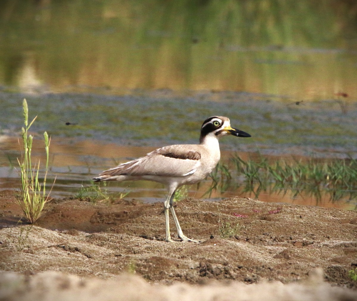 Great Thick-knee - Sudesh Kumar