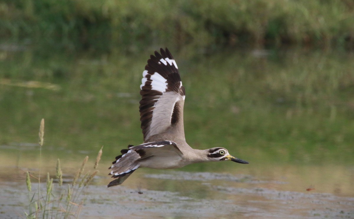 Great Thick-knee - Sudesh Kumar