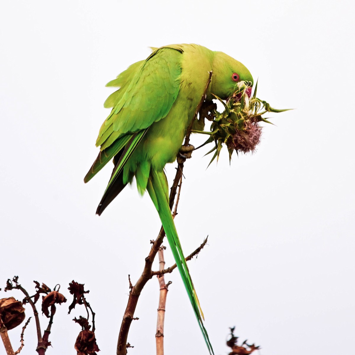 Rose-ringed Parakeet - Uriel Levy
