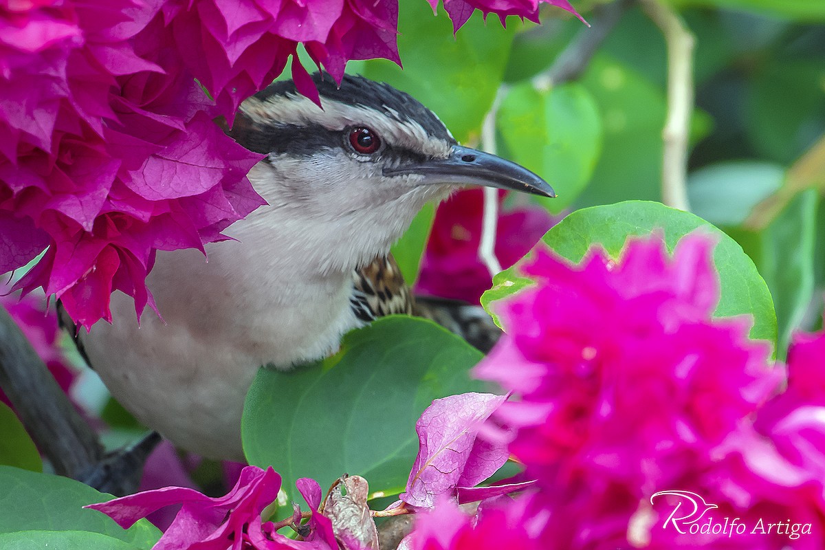 Rufous-naped Wren - ML43462541