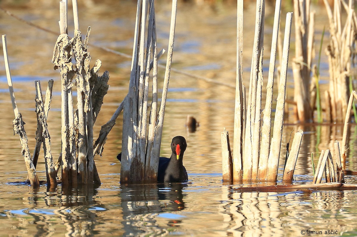 Eurasian Moorhen - ML434627171