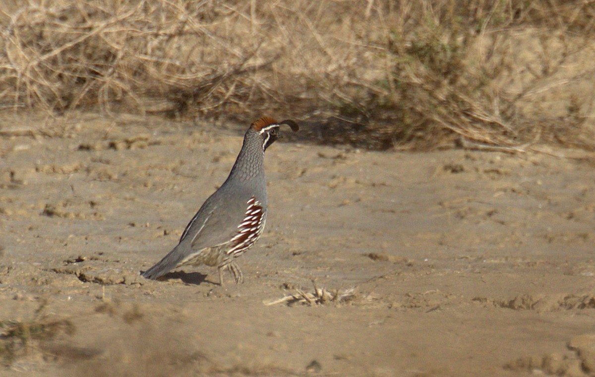 California/Gambel's Quail - ML434627741