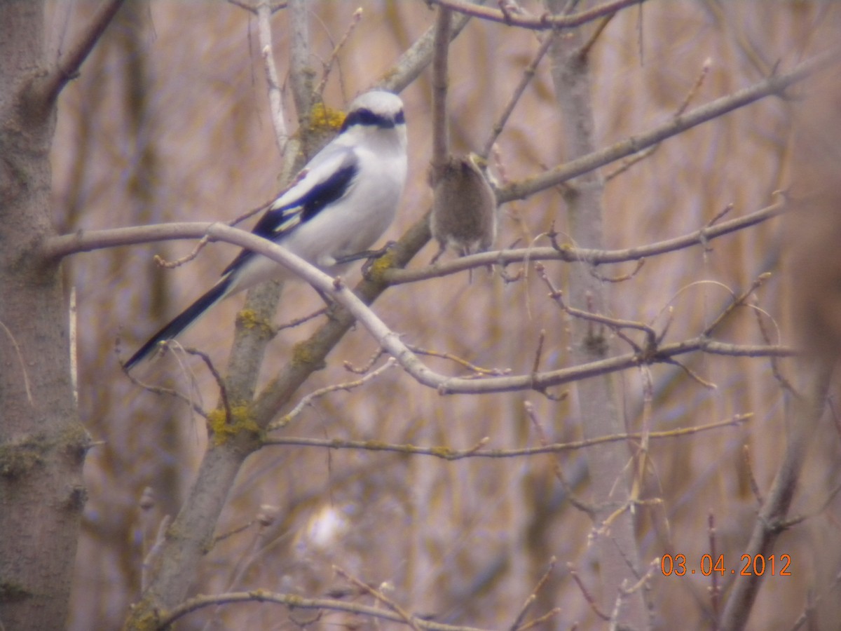 Great Gray Shrike - Sławomir Karpicki