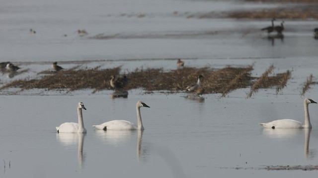 Cisne Trompetero - ML434629451