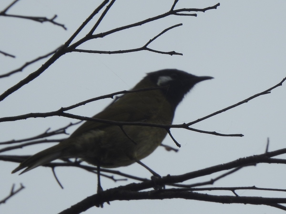 White-eared Honeyeater - ML434631711