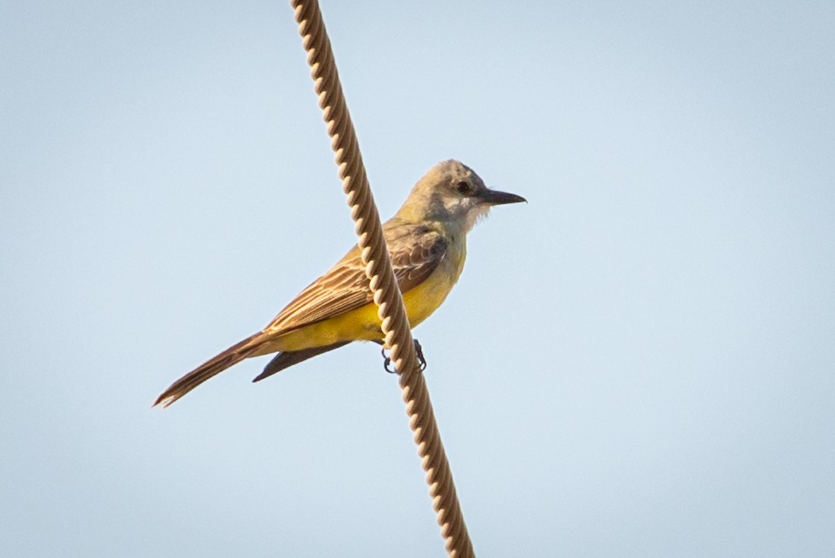 Tropical Kingbird - ML434633181