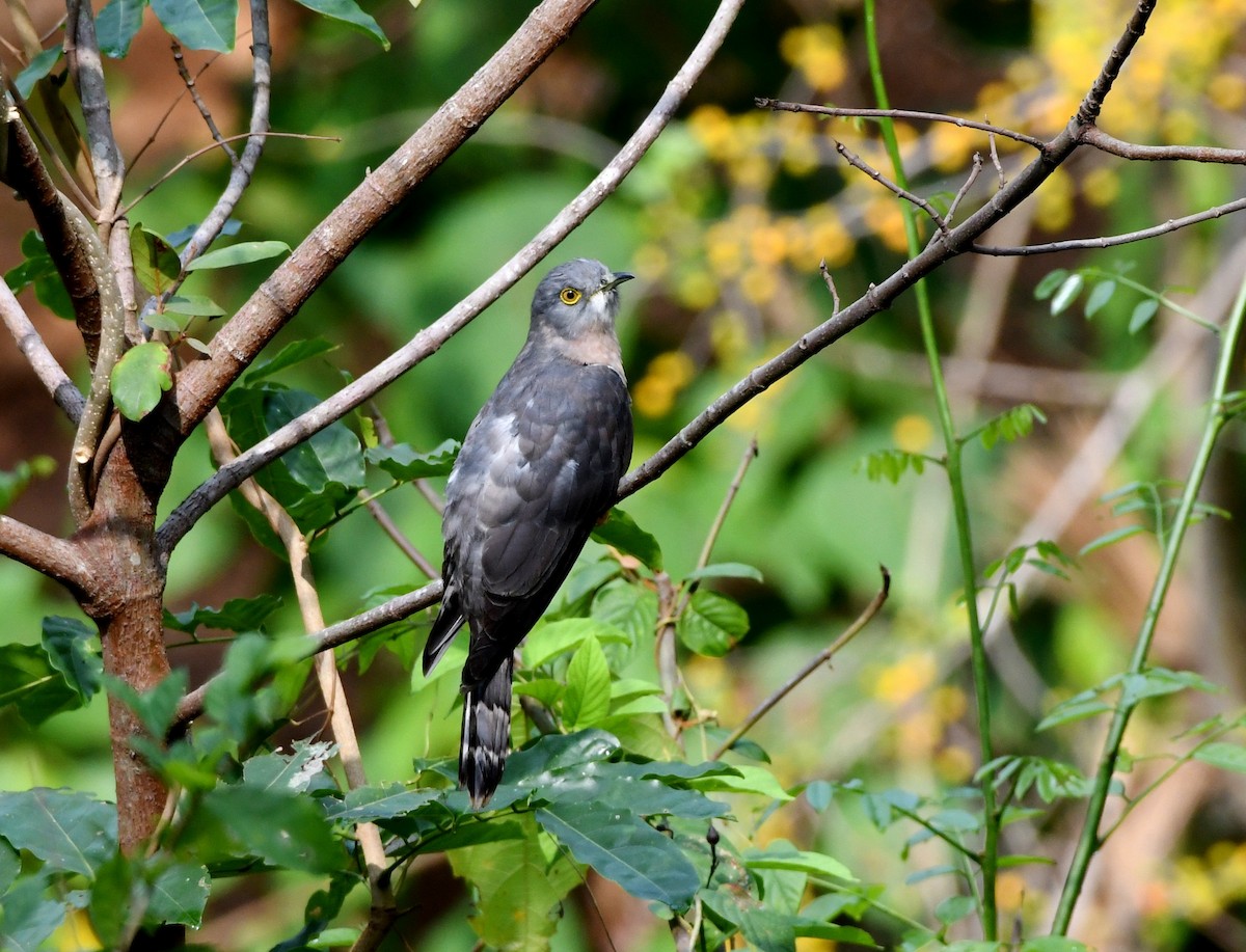 Common Hawk-Cuckoo - ML434633521