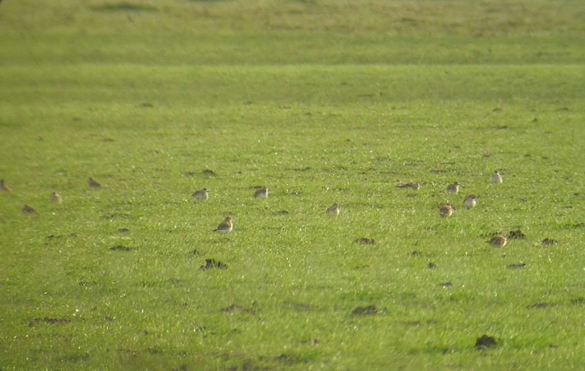 Mountain Plover - ML434635071