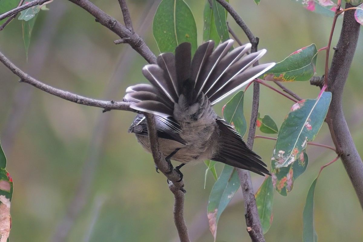 Gray Fantail (albiscapa) - ML434635261