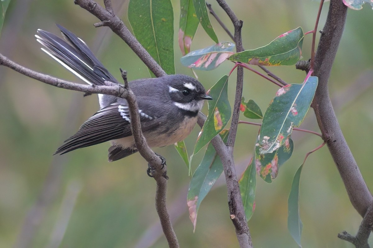 Gray Fantail (albiscapa) - ML434635271