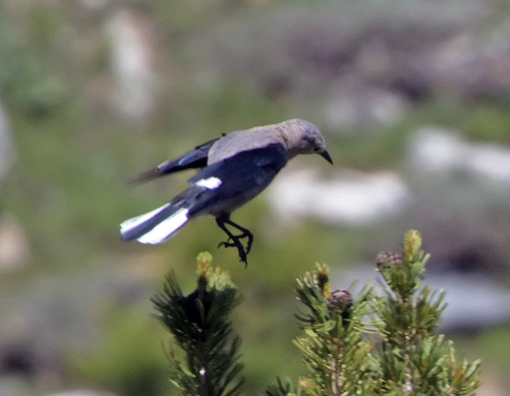 Clark's Nutcracker - ML43463581