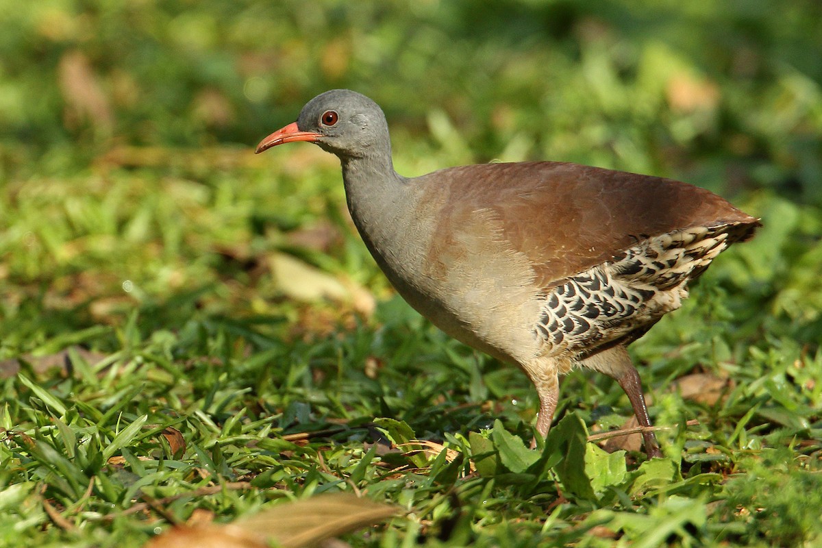 Tataupa Tinamou - Martjan Lammertink