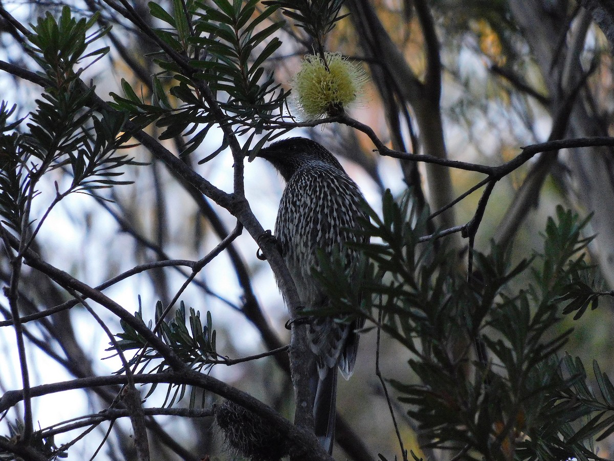 Little Wattlebird - ML434637831