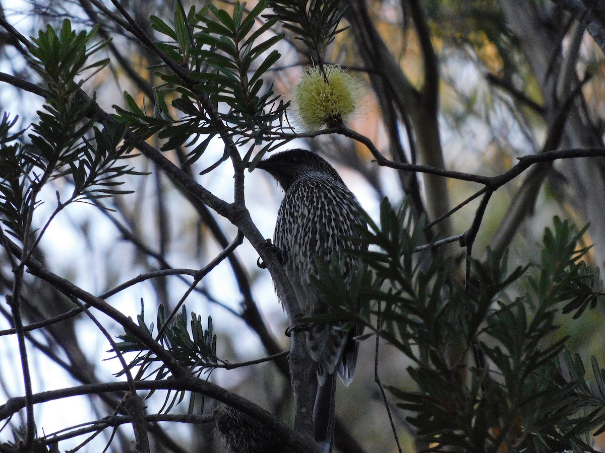 Little Wattlebird - ML434638991