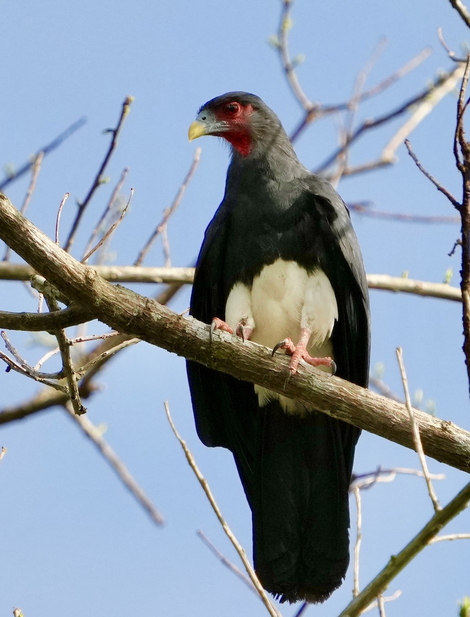 Red-throated Caracara - Annette Teng