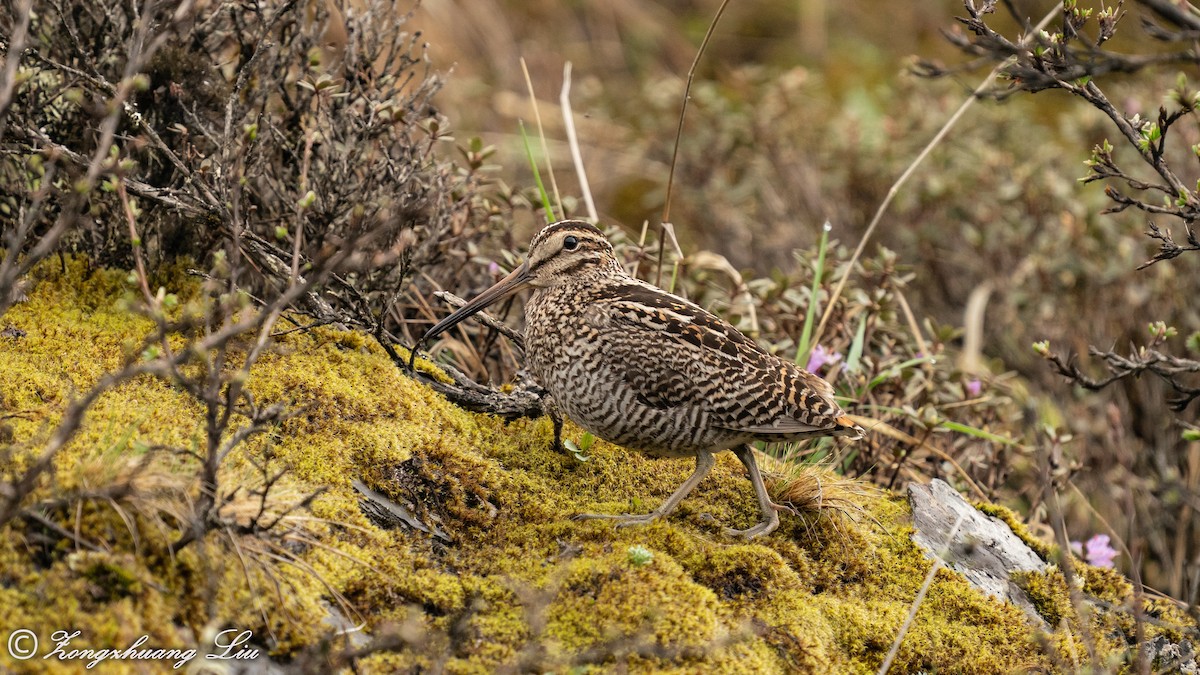 Wood Snipe - ML434640381