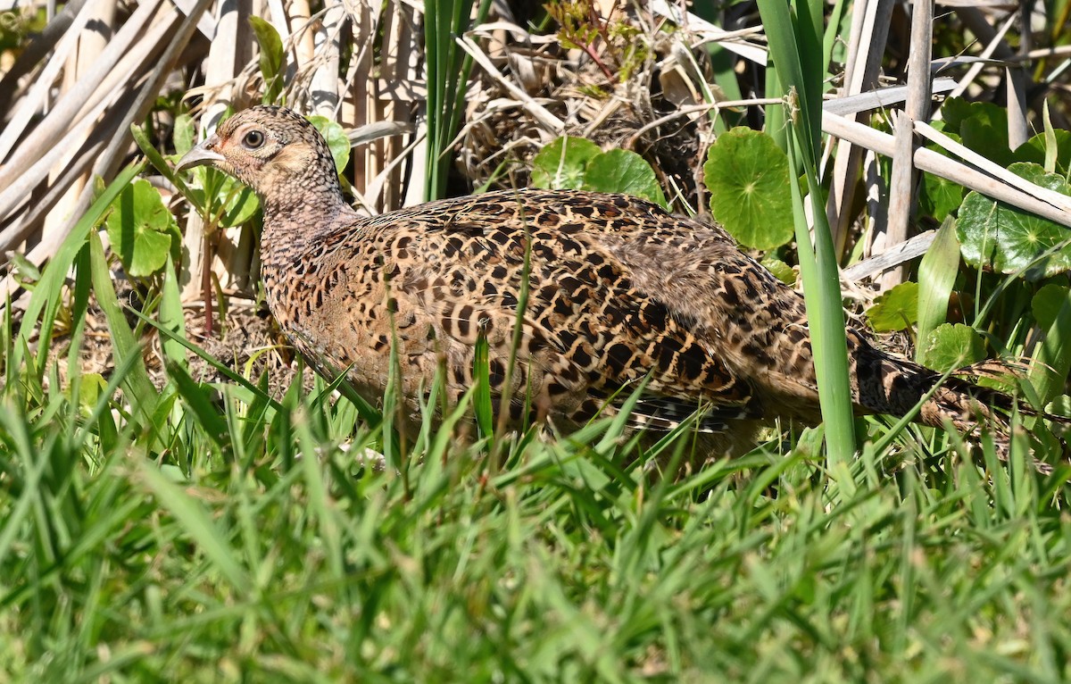 פסיון מצוי - ML434641031