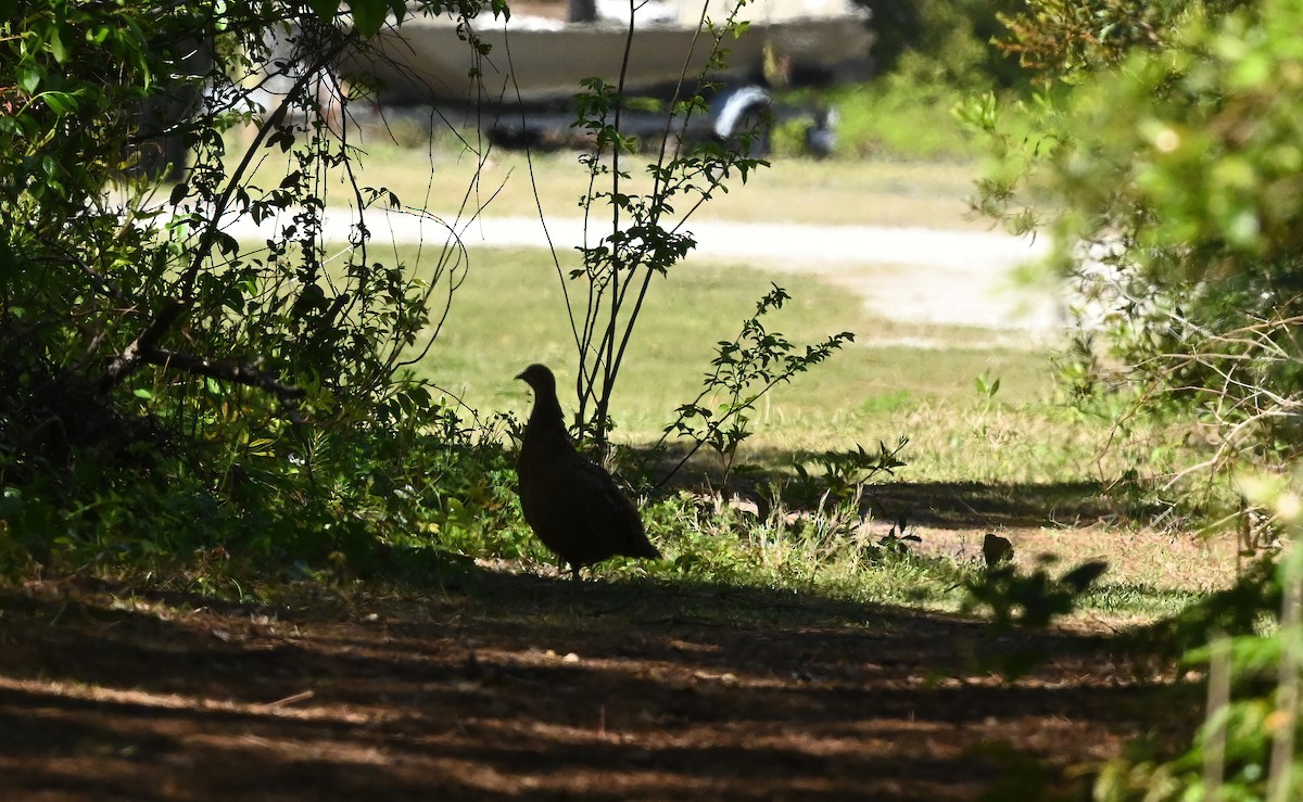 פסיון מצוי - ML434641041