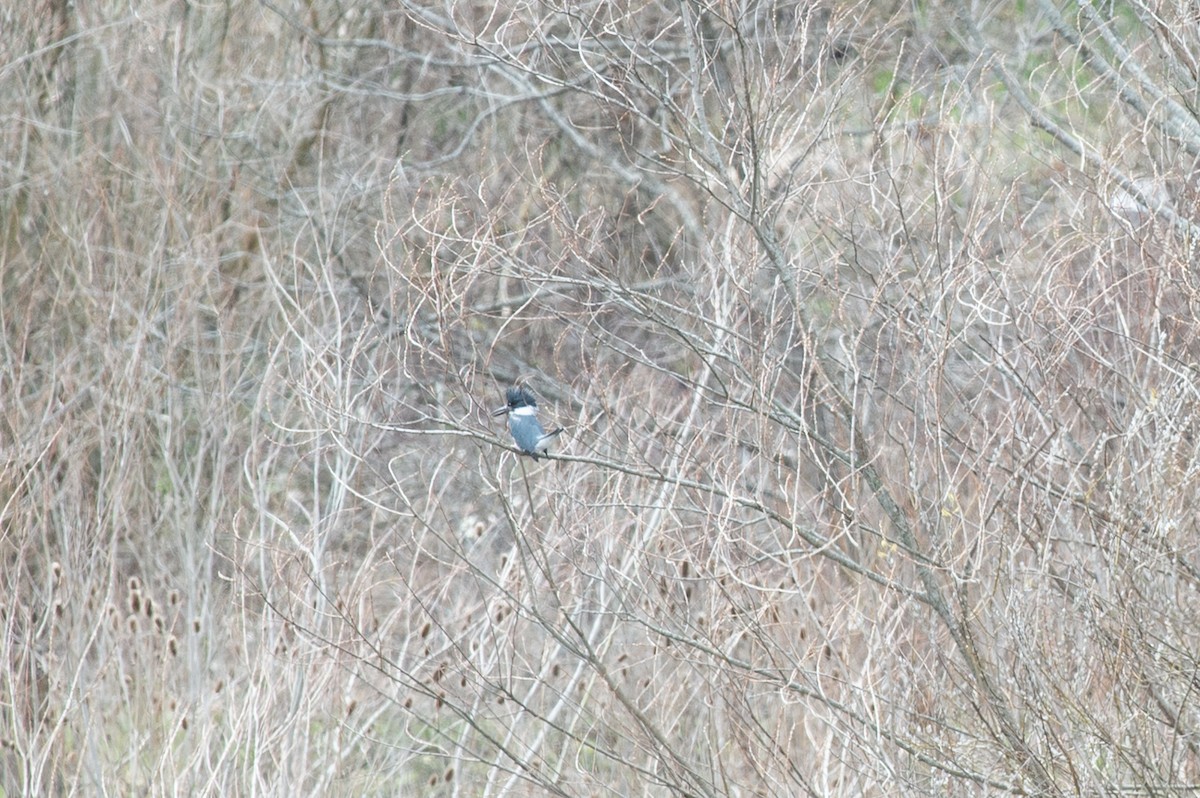 Belted Kingfisher - ML434641921
