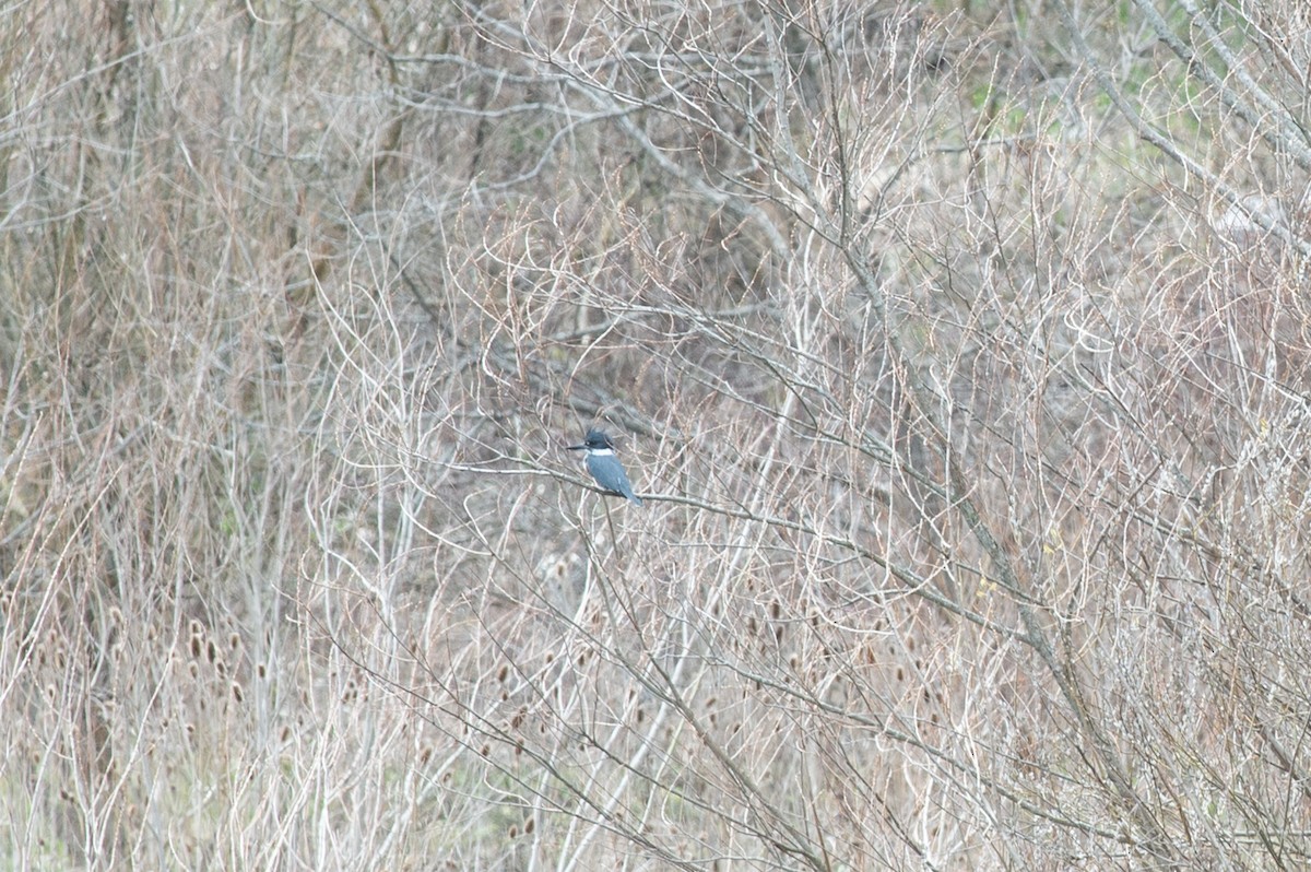 Belted Kingfisher - ML434641931
