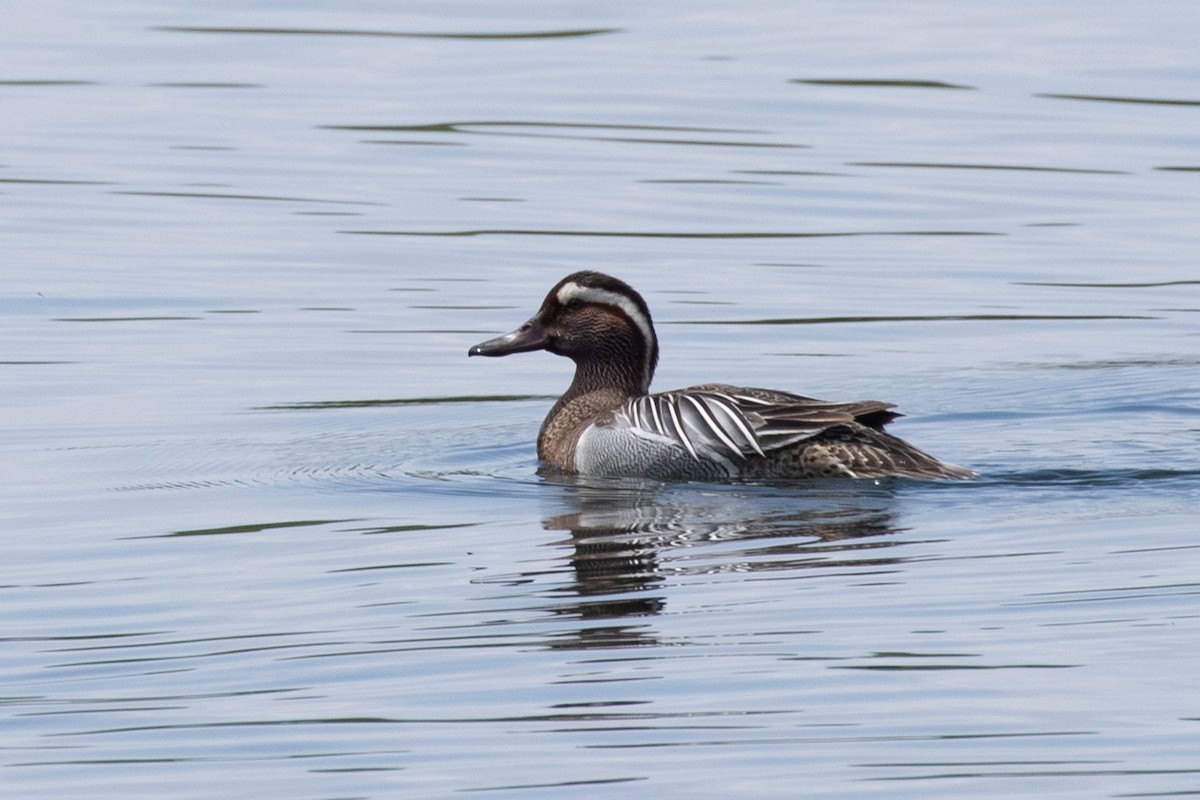 Garganey - Po-Wei Chi