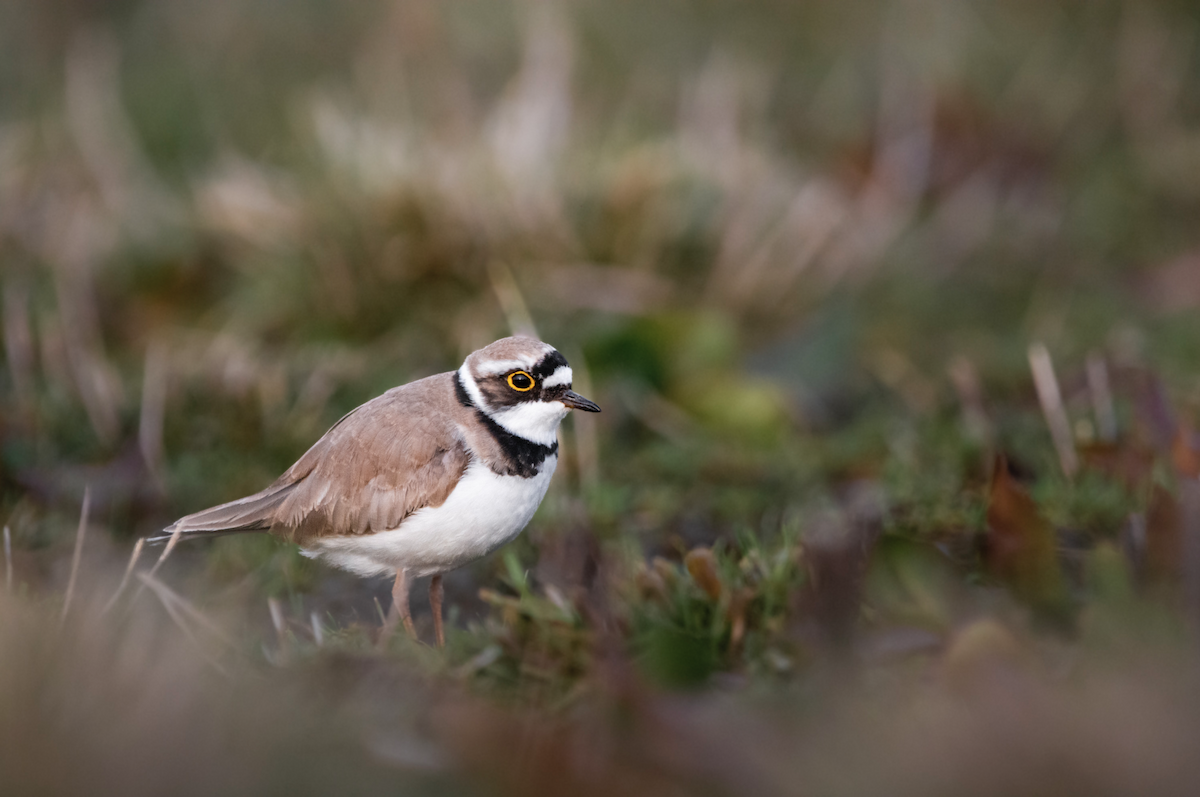 Little Ringed Plover - ML434643041