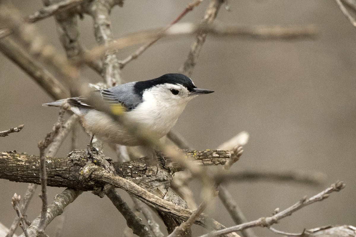 White-breasted Nuthatch - Michael Bowen