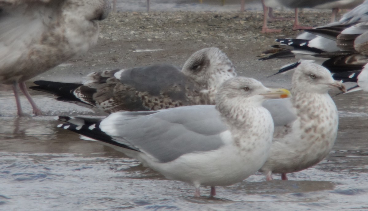 Lesser Black-backed Gull - Gregg Dashnau